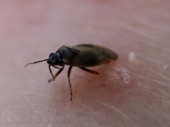 Plagiognathus arbustorum