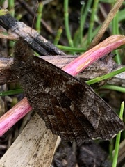 Panyapedaliodes