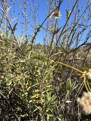 Salvia apiana × mellifera