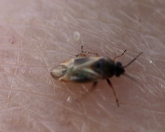 Plagiognathus arbustorum