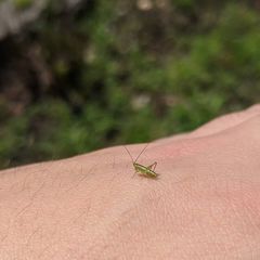 Conocephalus strictus