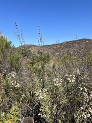 Salvia apiana × mellifera