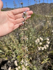 Salvia apiana × mellifera