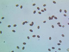 Coprinopsis strossmayeri