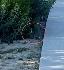 Sylvilagus audubonii