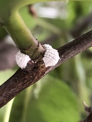 Phenacoccus dearnessi