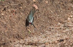 Protographium epidaus
