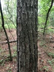Dendroctonus frontalis
