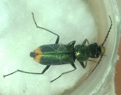 Clanoptilus geniculatus