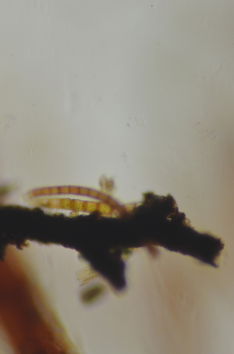 Image of Encalypta procera by no rights reserved