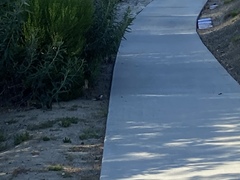 Sylvilagus audubonii