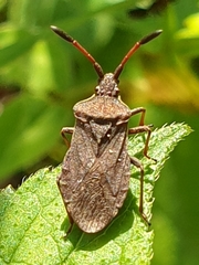 Ulmicola spinipes