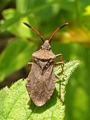 Ulmicola spinipes