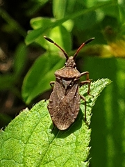 Ulmicola spinipes