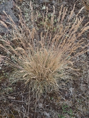 Festuca csikhegyensis