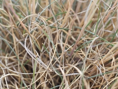 Festuca csikhegyensis