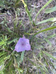 Calochortus uniflorus