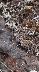 Cladonia symphycarpa