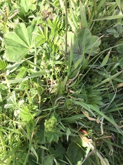 Alchemilla vulgaris