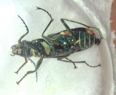 Clanoptilus geniculatus