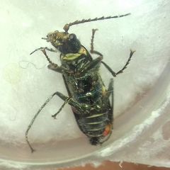 Clanoptilus geniculatus