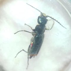 Clanoptilus geniculatus