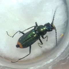 Clanoptilus geniculatus