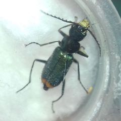 Clanoptilus geniculatus