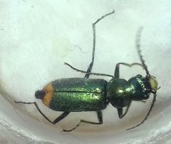 Clanoptilus geniculatus