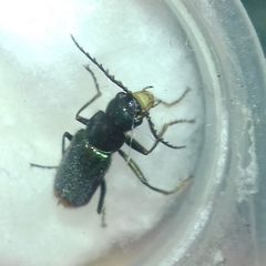 Clanoptilus geniculatus