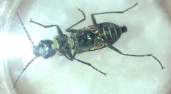 Clanoptilus geniculatus