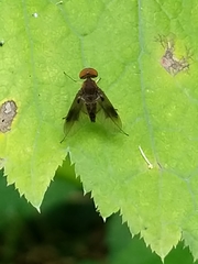 Chrysopilus quadratus