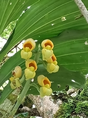 Catasetum tabulare