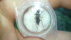 Clanoptilus geniculatus