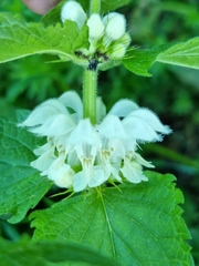 Lamium album