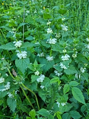 Lamium album