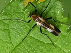 Chasmatonotus