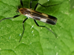 Chasmatonotus