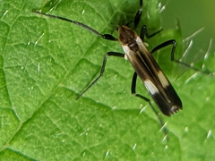 Chasmatonotus