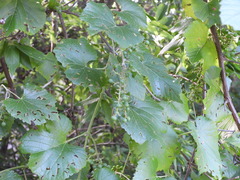 Vitis berlandieri