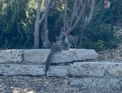 Otospermophilus beecheyi