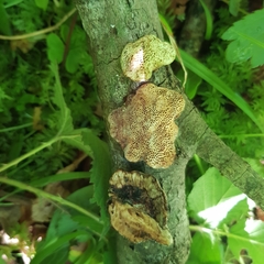 Dichomitus campestris