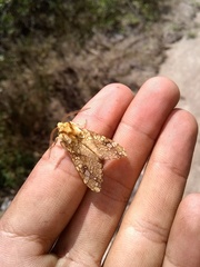 Lophocampa caryae