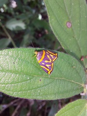 Hemerophila orinympha