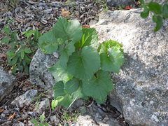 Vitis berlandieri