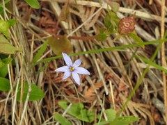 Sisyrinchium montanum