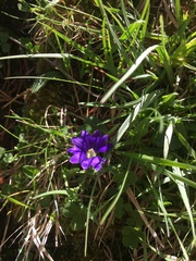 Gentiana pyrenaica