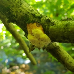 Dichomitus campestris