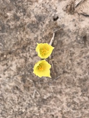Zephyranthes longifolia