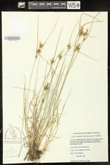 Carex viridula viridula